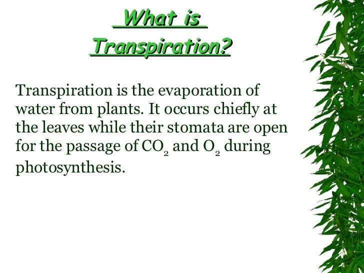 Rate of Transpiration Rate of water movementin a plant depends upon the rate of transpiration