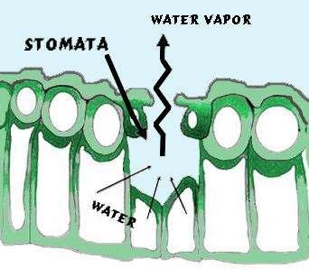 Root pressure Root pressure: Root cells are actively pumping ions into the xylem.