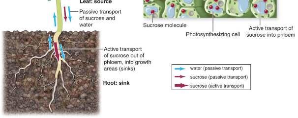 Solution must pass through the plasma membrane of a root dermal cell in order to enter the plant.