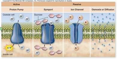 Symplast route and Transmembrane route. Extracellular route: outside the cells (through or between walls).