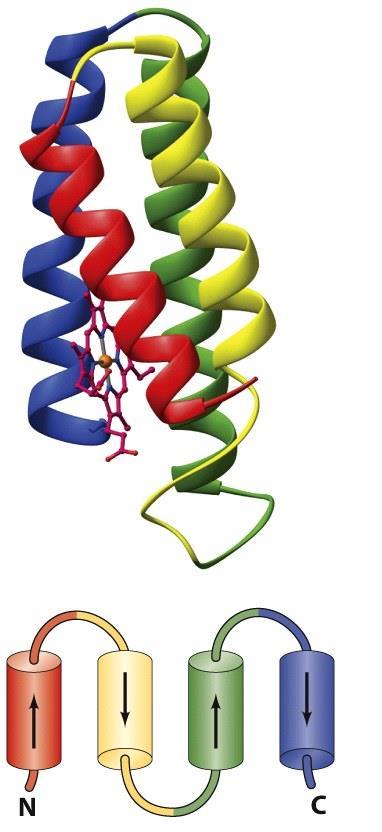 Protein Topology: α-fold, β-fold, and