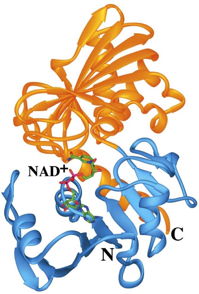 Protein Topology: Modular Proteins N NT A schematic of a modular protein comprised of an N-terminal (NT) and a C-terminal (CT) domain - Simple proteins such as protein phosphatases and kinases are