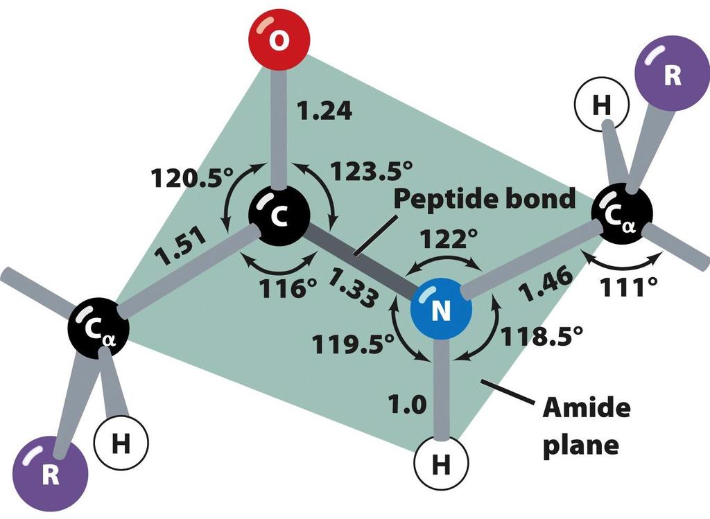Peptide Bonds Assume Trans Conformation - The peptide bond is planar due to electron delocalization (resonance interactions) - The peptide bond adopts the trans-conformation