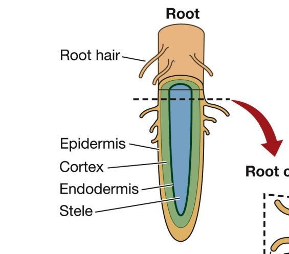 along Water & minerals also move by diffusion Minerals may move by active transport (e.g., at root hairs).