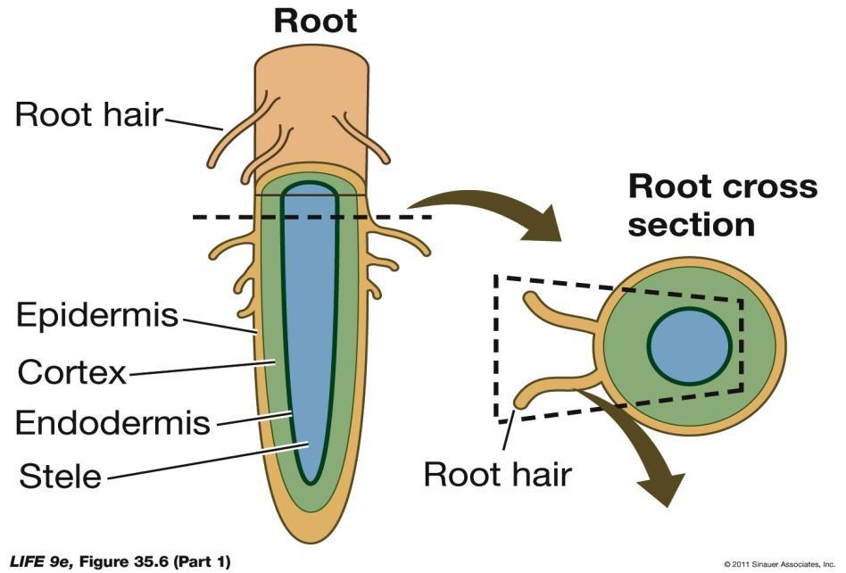 35.1 How Do Plant Cells Take Up Water and Solutes?