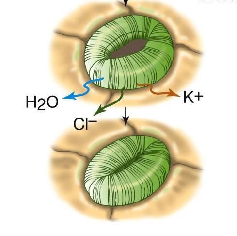 35.3 How Do Stomata Control the Loss of Water and the Uptake of CO 2?