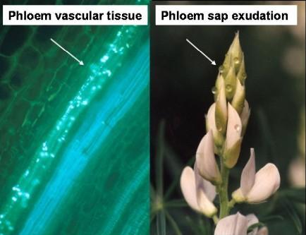 35.4 How Are Substances Translocated in the Phloem?