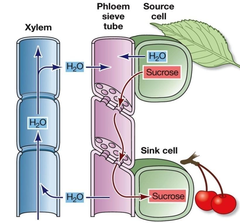 35.4 How Are Substances Translocated in the Phloem?