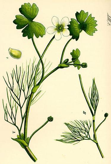 Ranunculus is an example of a genus with both terrestrial and aquatic species.