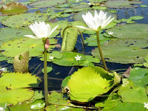 FLOATING LEAVED MACROPHYTES (Nuphar, Nymphaea, Victoria) -occur in the