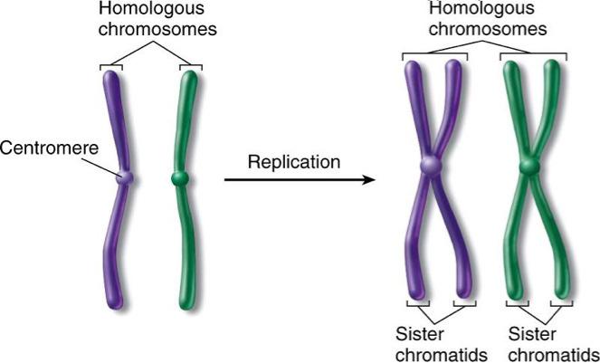 Chromosomes Homologous Chromosomes: Paired chromosomes that control the same traits, but not necessarily the same way Ex.