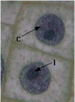 Telophase Interphase IPMAT Resting stage All other cellular