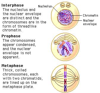 Interphase (again) Cell