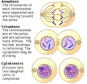 identical cells IPMAT C