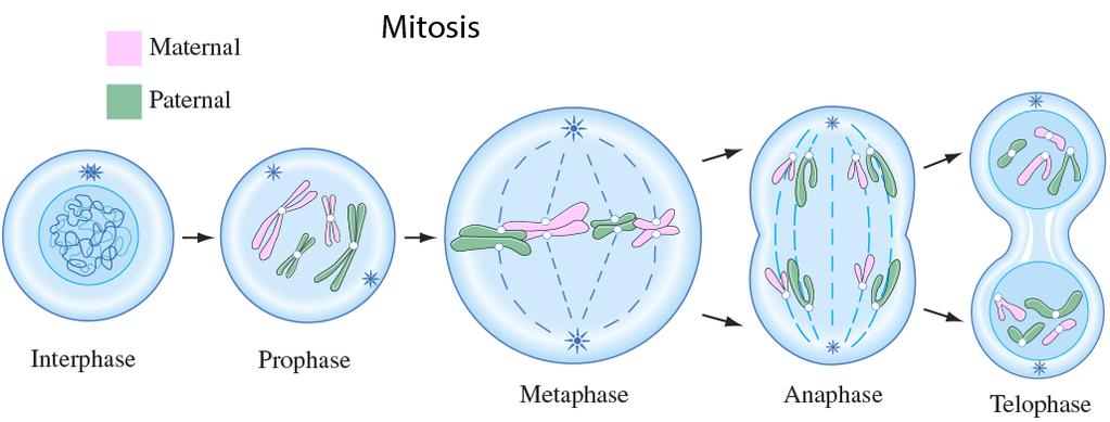 MITOSIS Mitosis Mitosis: cell division that results