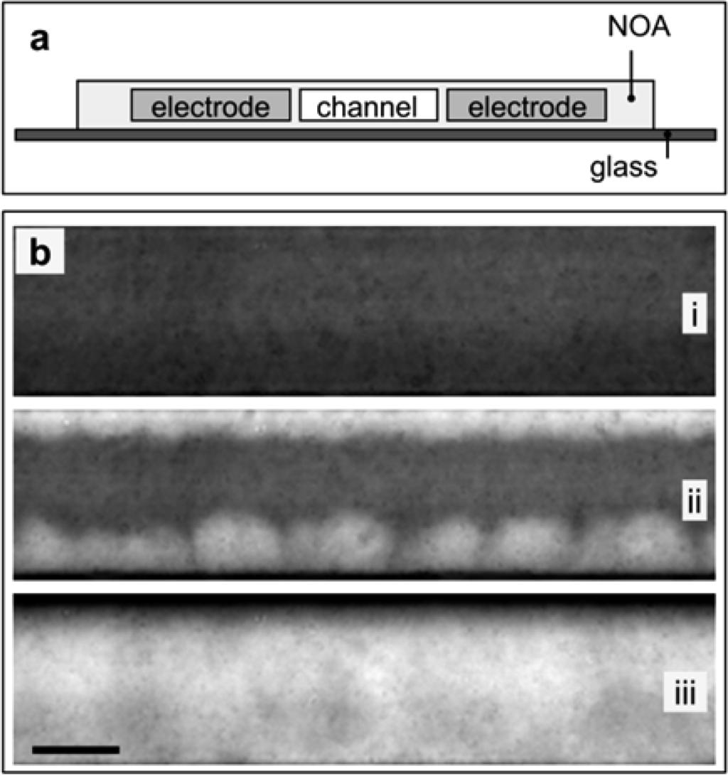 the particles within a microfluidic channel in response to an electric field applied across this channel.