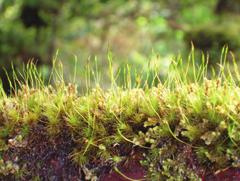 in organisms with great dispersal abilities, such as bryophytes, some species of which, found in the Azores, are unequivocally of American origin.