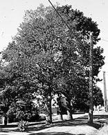11) in June and eventually as complete scorching of the tree by late July (Fig. 12). Specific trees appear to be genetically predisposed to phylloxera attack and suffer severe and chronic damage (Fig.