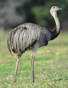 Rhea (South America) Ostrich (Africa) Emu (Australia) Darwin predicted that intermediate forms between groups of species might be found.