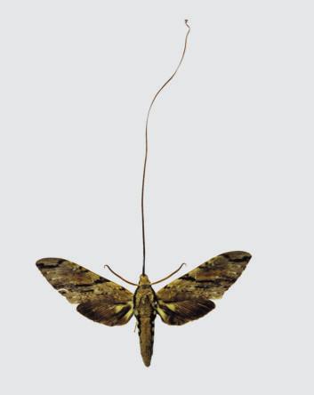 www.scilinks.org Topic: Evolution Code: HX80546 ACADEMIC VOCABULARY random without aim or plan; purposeless Figure 14 This moth species and this orchid species have coevolved in a close relationship.
