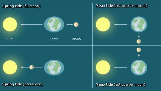 b. This is called a differential force, or a tidal force. c. Thus, relative to Earth s center, the near side of the Earth feels a force toward the Moon, while the far side of the Earth feels a force away from the Moon.