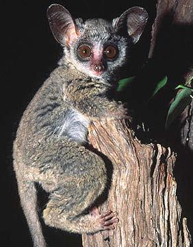 This Tarsier from Southeast Asia has huge ears and eyes, traits it shares with