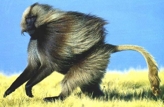 The Gelada Baboon from the Ethiopian highlands