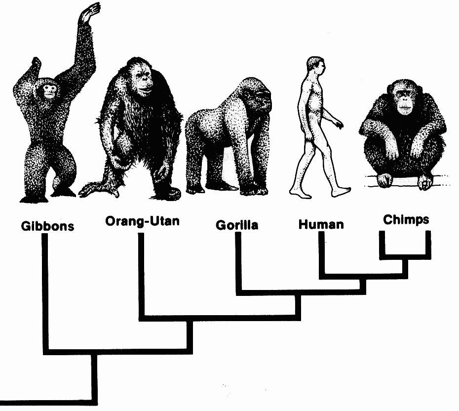 The first apes evolved from Catarrhine monkeys in the early Miocene 23 million years ago in Africa.