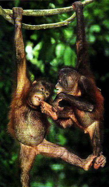 Above are two juvenile orangutan from southeast Asia showing