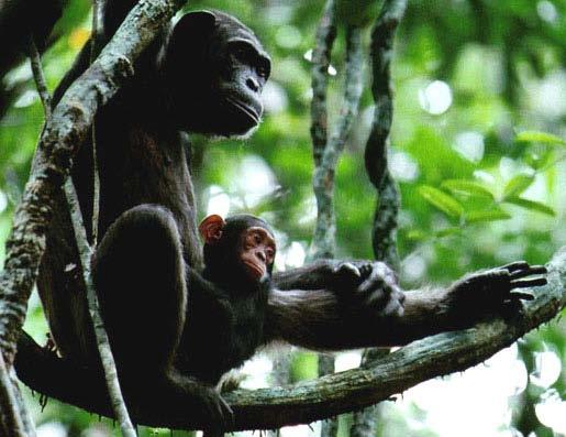 Bonobo (bo-no -bo) Chimpanzees of West Africa We share at least 98.5% of our genes with chimpanzees.