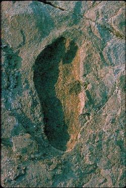 This footprint from Laetoli is
