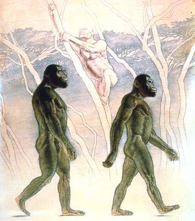 Australopithecus afarensis (Painting