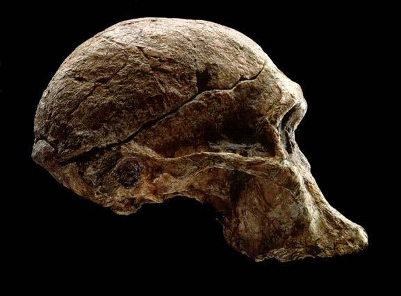 Australopithecus africanus Homo