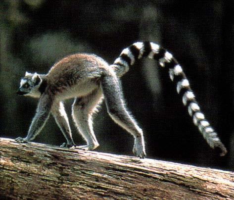 Lemurs, like this Ring-tailed Lemur from Madagascar, along with the Loirses and Tarsiers are Prosimians,