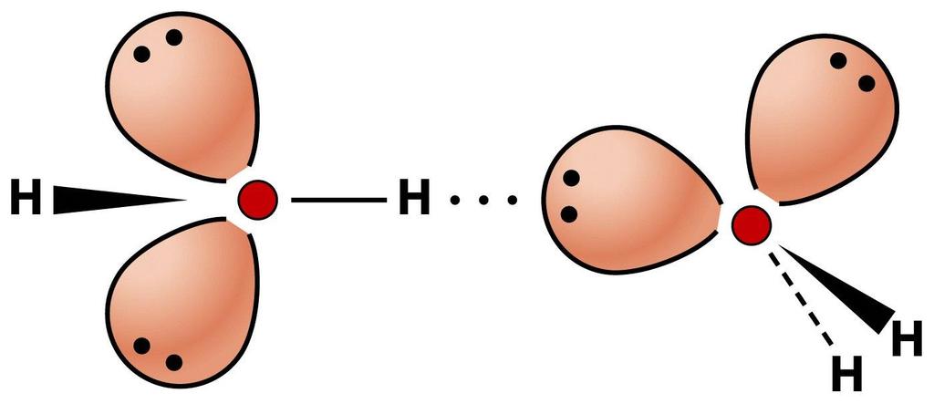 Hydrogen bonds key feature of water for biology Water is polar molecule: - 0.