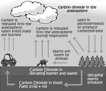 The Carbon Cycle: o Background: The concentration of carbon in living matter (18%) is almost 100 times greater than its concentration in the earth (0.19%).