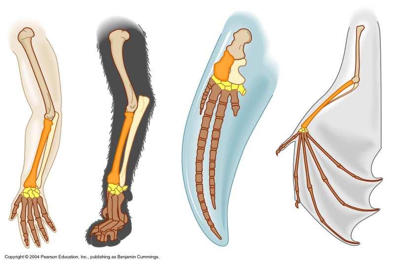 Romero Neil Campbell, Jane Reece, and Eric Simon All humans are connected by descent from African ancestors The same types of bones make up the forelimbs