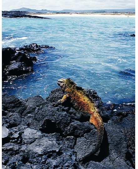 The Galapagos Islands are located about 900 Km off the west coast of Ecuador.