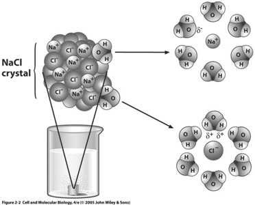 Water gives in energy (endothermic) and then reaction gives off energy (exothermic) Overall reaction is exothermic ANT DI IONIC BONDING Why are ionic solids brittle?