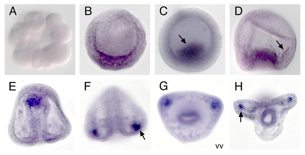 Dynamic pattern of Lvsnail mrna expression during sea urchin