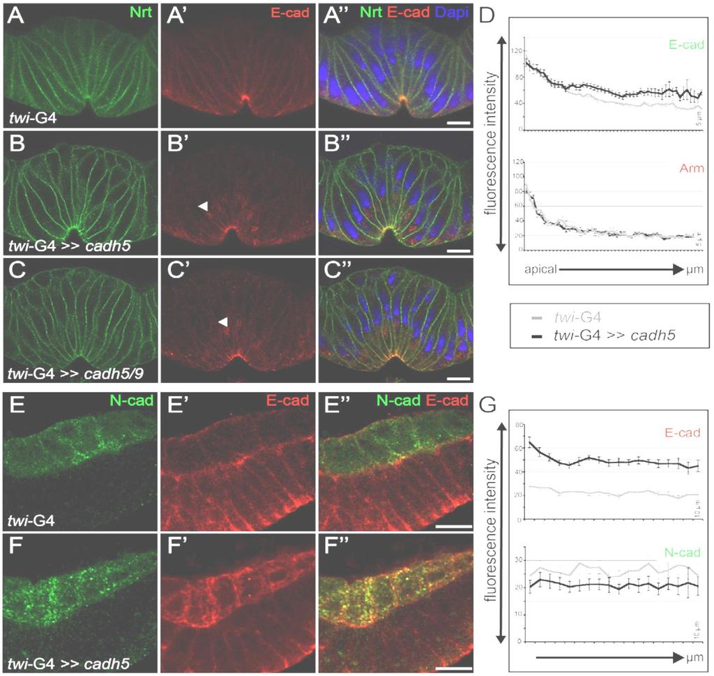 Mis-expression of E-cadherin in the embryonic mesoderm of Drosophila Cadherin switching during the formation and differentiation of the Drosophila mesoderm implications