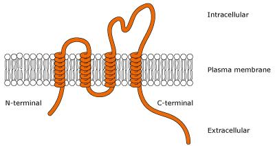 Protein transmembrane domains are clamped by