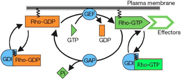L. Cardelli et al. / Theoretical Computer Science 1 (9) 3166 3185 3177 Fig. 13. Rho GTP-binding protein cycle, where GDIs also bind to Rho-GTP.