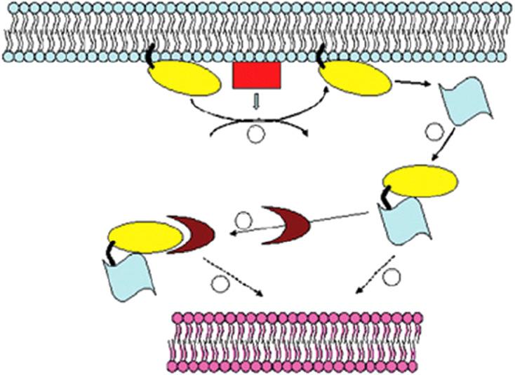 This interaction results in a blocking mechanism that prevents the anchoring of the GTPbinding protein to the membrane, and thus the dissociation of GDP or GTP [7].