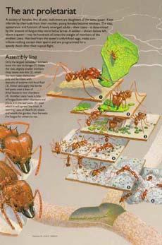 the assembly line leaves are cut into smaller and smaller pieces and eventually fed to the fungus and the ants eat the fungus