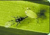 Parasitoid Wasp wasps lay eggs in 2nd instar aphids The experiment