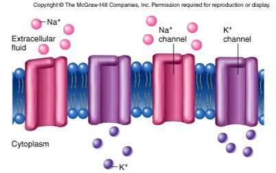 Membrane is loaded with gated ion channels Note the