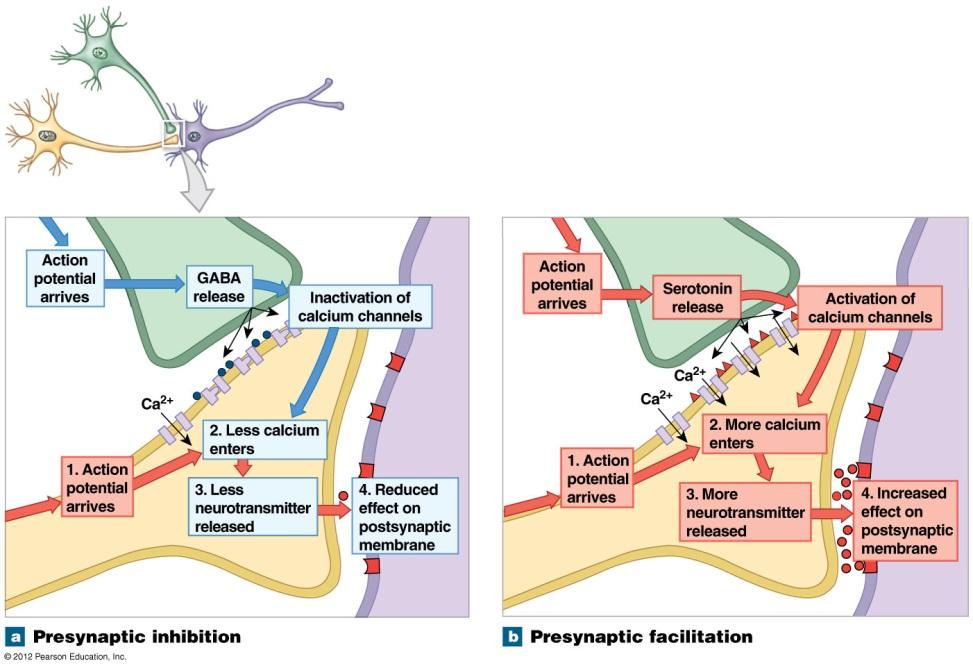 Memory, Learning, Reinforcement Spatial & temporal summation AND Presynaptic inhibition &