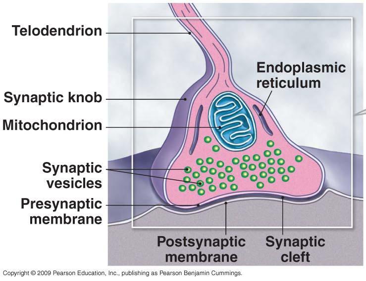 Connection: The Synapse Synaptic vesicles: hold & release neurotransmitters Presynaptic membrane: vesicles