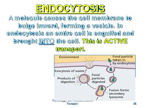 ENDOCYTOSIS http://www.youtube.